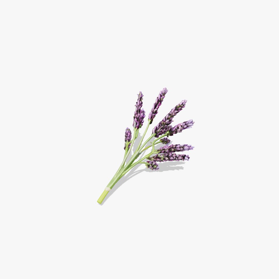 Realistic Lavender Plant Diversity model pack